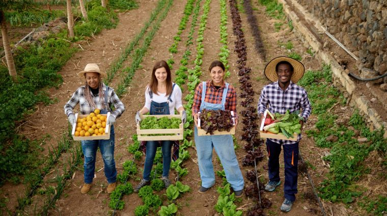 multiracial-gardening-people-holding-wooden-box-of-2025-01-09-12-15-09-utc
